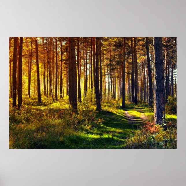 September Forest Poster (Front)