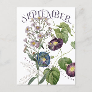 September Month Flowers Aster Morning Glory Fancy Postcard