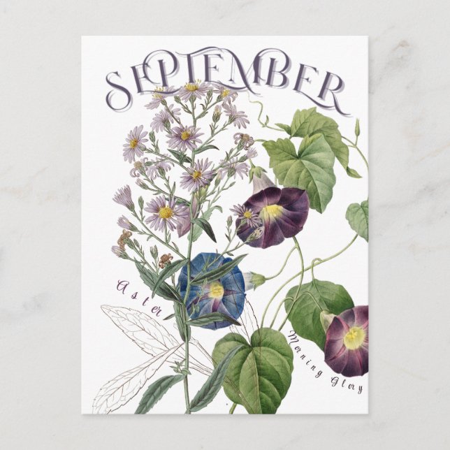 September Month Flowers Aster Morning Glory Fancy Postcard (Front)