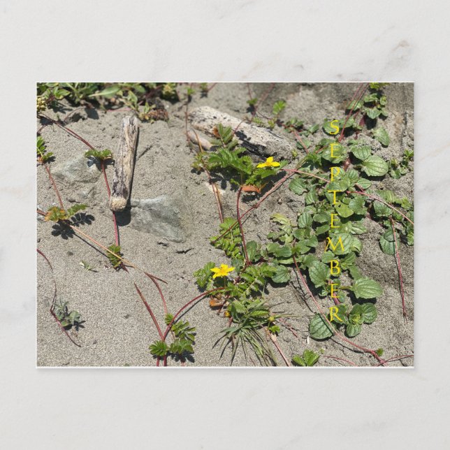 September Postcard (Front)