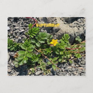 SEPTEMBER POSTCARD