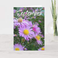 September Purple Yellow Aster Birth Month Birthday