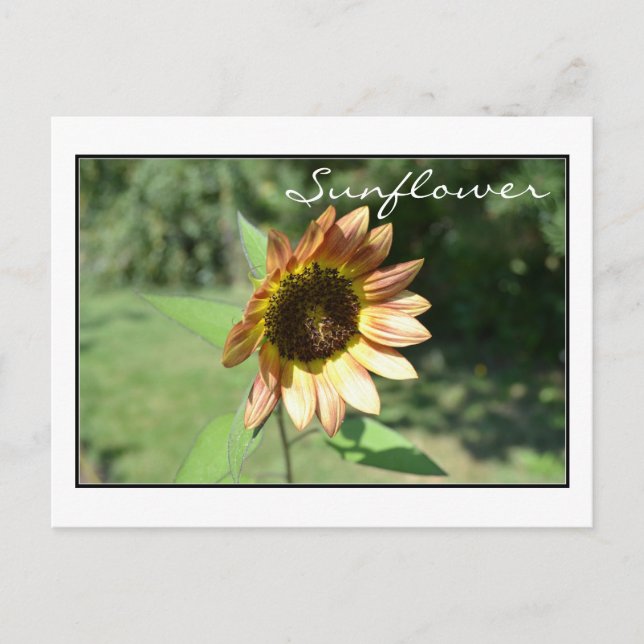 September Sunflower Post Card (Front)