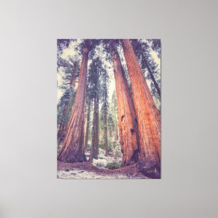 Sequoia Forest Canvas Print