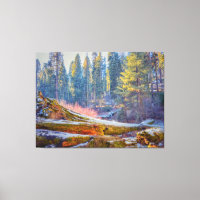 Sequoia Forest