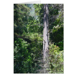 Sequoia Forests