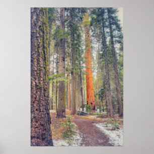 Sequoia in Forest Poster