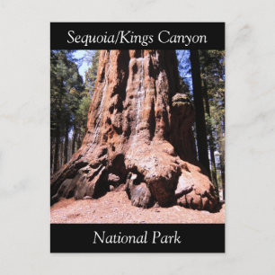 Sequoia Kings Canyon National Park Postcard