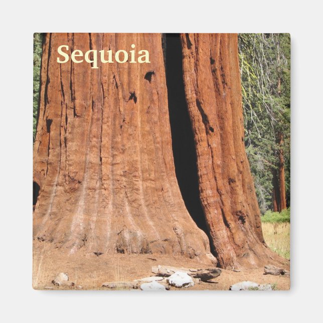 Sequoia Magnet! Magnet (Front)