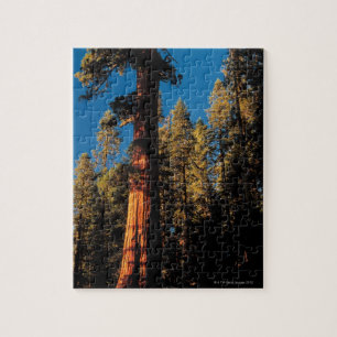 Sequoia National Park , California 2 Jigsaw Puzzle