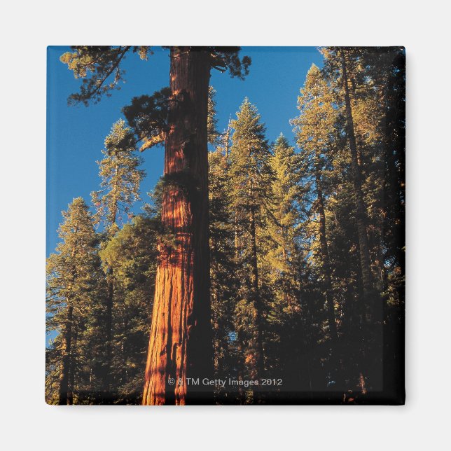 Sequoia National Park , California 2 Magnet (Front)