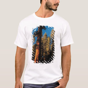 Sequoia National Park , California 2 T-Shirt