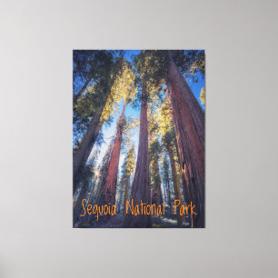 Sequoia National Park California Canvas Print