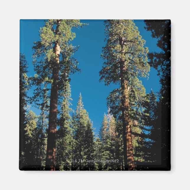 Sequoia National Park , California Magnet (Front)