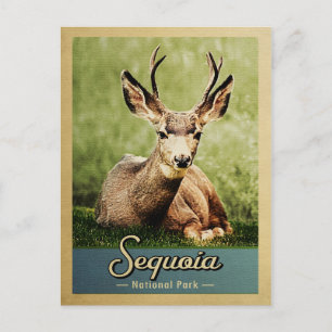Sequoia National Park Deer Vintage Travel Postcard