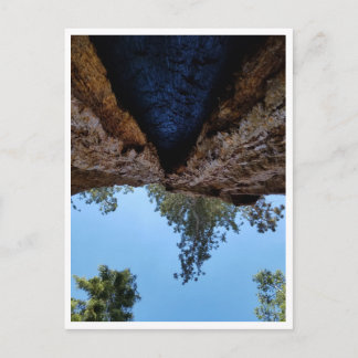 Sequoia National Park: Dog Days Postcard