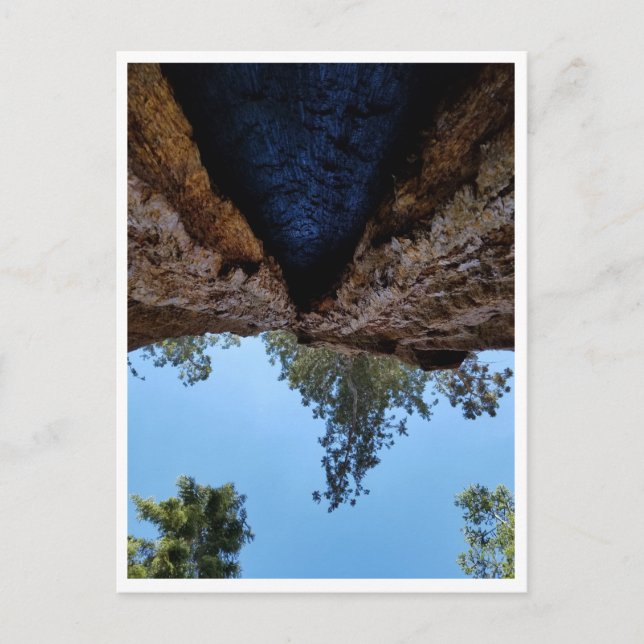 Sequoia National Park: Dog Days Postcard (Front)