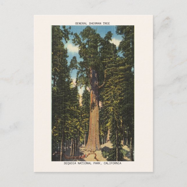 Sequoia National Park General Sherman Tree Postcard (Front)