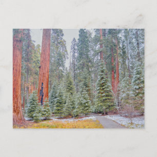Sequoia National Park in Winter Postcard