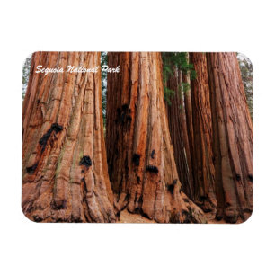 Sequoia National Park Magnet