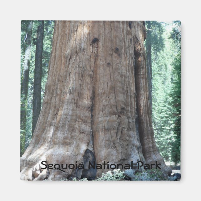 Sequoia National Park Magnet (Front)
