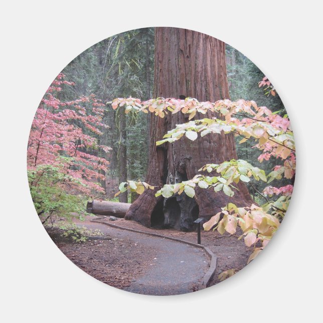 Sequoia national park magnet (Front)