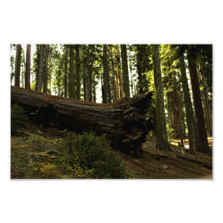 Sequoia National Park Photo Print