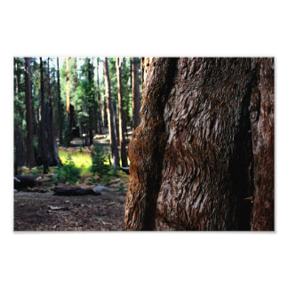 Sequoia National Park Photo Print