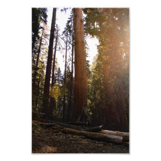 Sequoia National Park Photo Print
