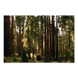 Sequoia National Park Photo Print