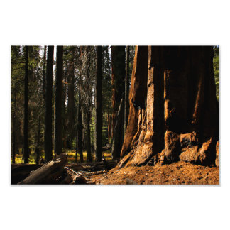 Sequoia National Park Photo Print