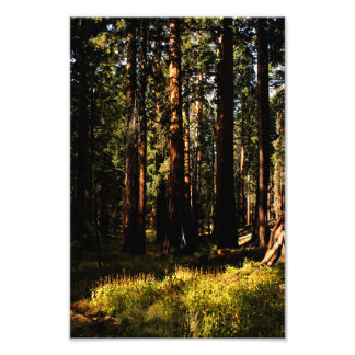 Sequoia National Park Photo Print