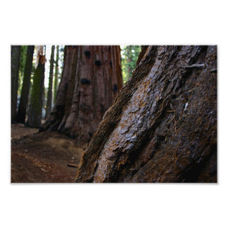 Sequoia National Park Photo Print
