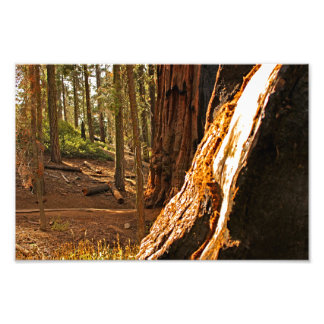 Sequoia National Park Photo Print