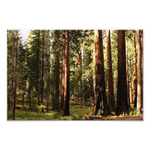 Sequoia National Park Photo Print