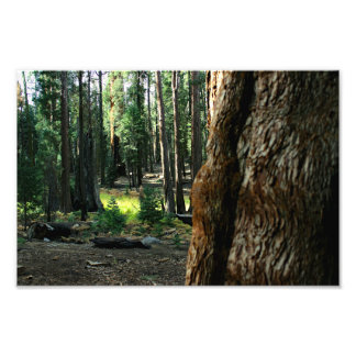 Sequoia National Park Photo Print