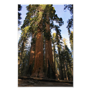Sequoia National Park  Photo Print