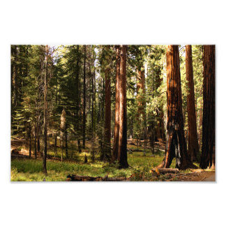 Sequoia National Park Photo Print