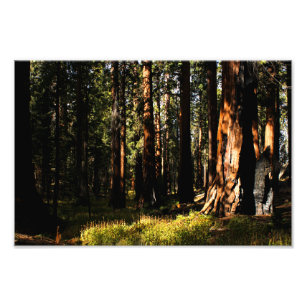 Sequoia National Park Photo Print