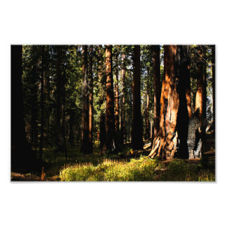Sequoia National Park Photo Print