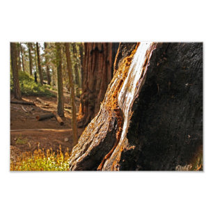 Sequoia National Park Photo Print
