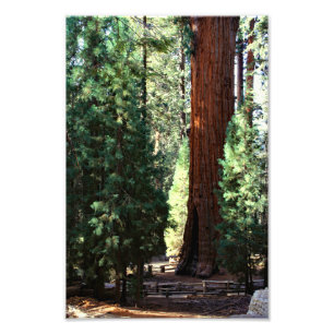 Sequoia National Park Photo Print