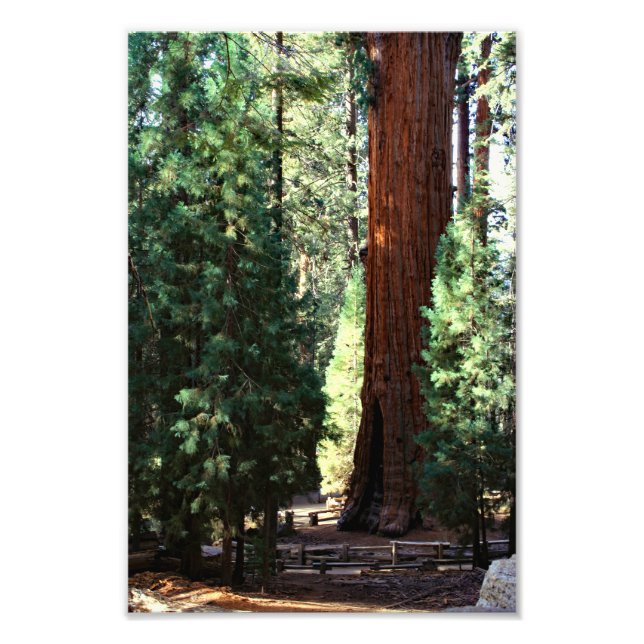 Sequoia National Park Photo Print (Front)