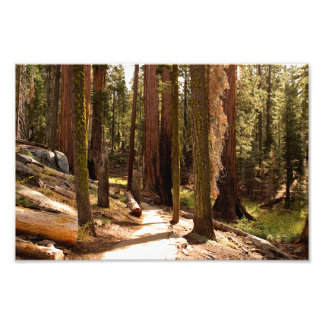 Sequoia National Park  Photo Print