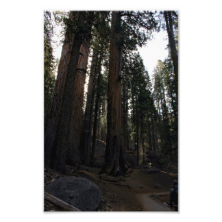Sequoia National Park  Photo Print