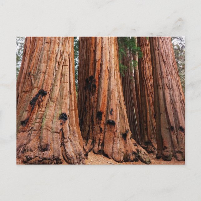 Sequoia National Park Postcard (Front)