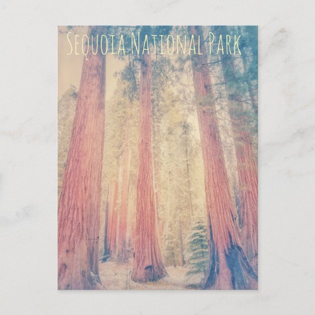 Sequoia National Park Postcard (Front)