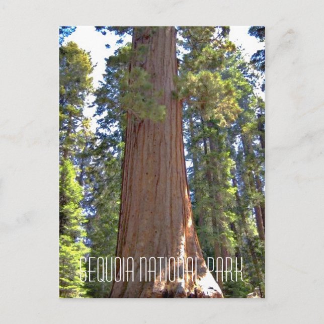 Sequoia National Park Postcard (Front)