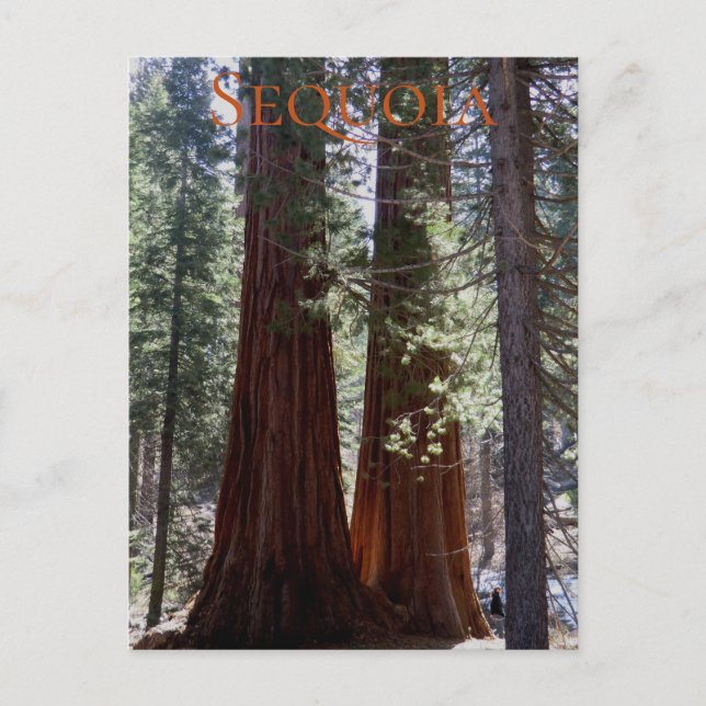 Sequoia National Park Postcard (Front)