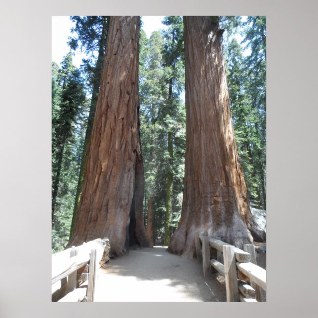 Sequoia National Park Poster (Front)